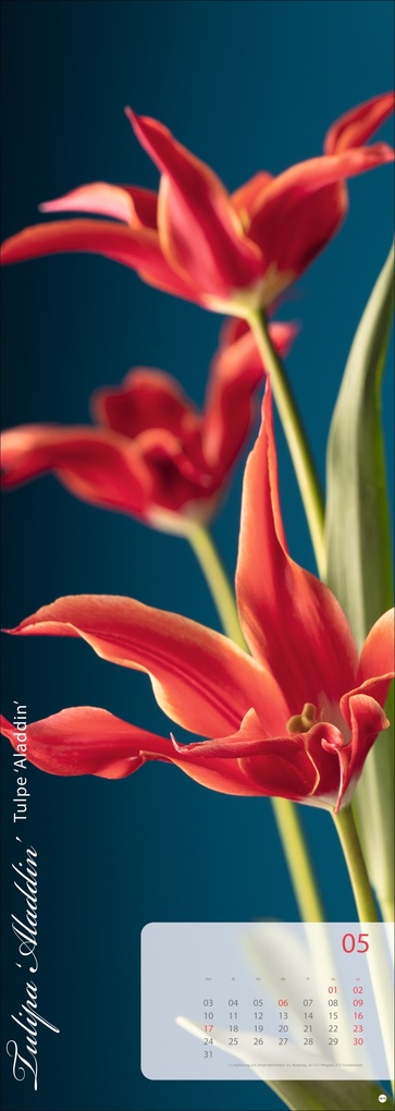 Weitere Ansicht: Magic Flowers Vertical Kalender 2027