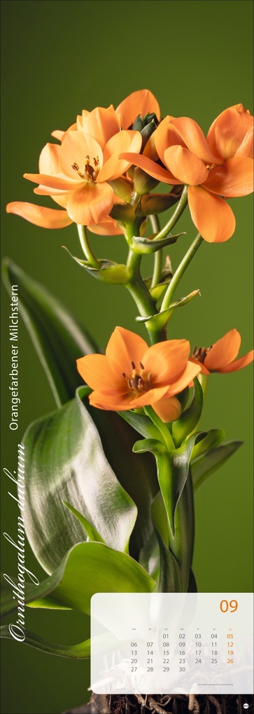 Weitere Ansicht: Magic Flowers Vertical Kalender 2027