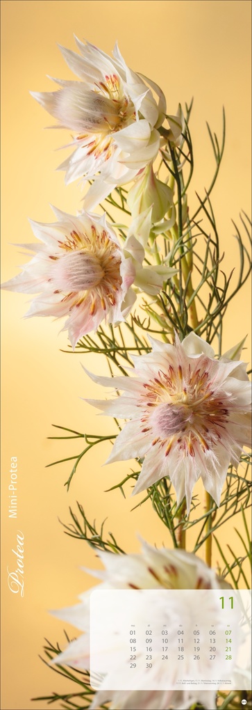 Weitere Ansicht: Magic Flowers Vertical Kalender 2027