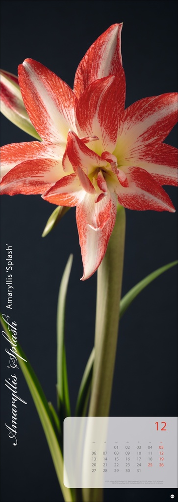 Weitere Ansicht: Magic Flowers Vertical Kalender 2027