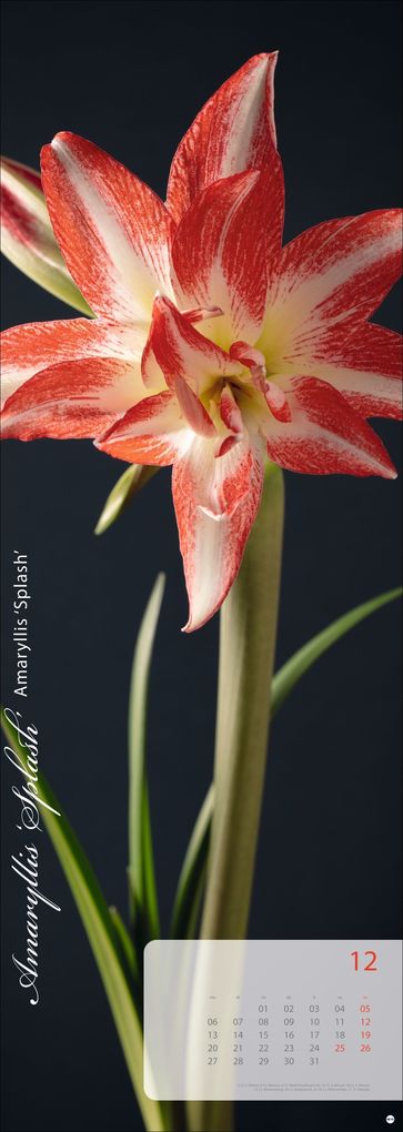 Weitere Ansicht: Magic Flowers Vertical Kalender 2027
