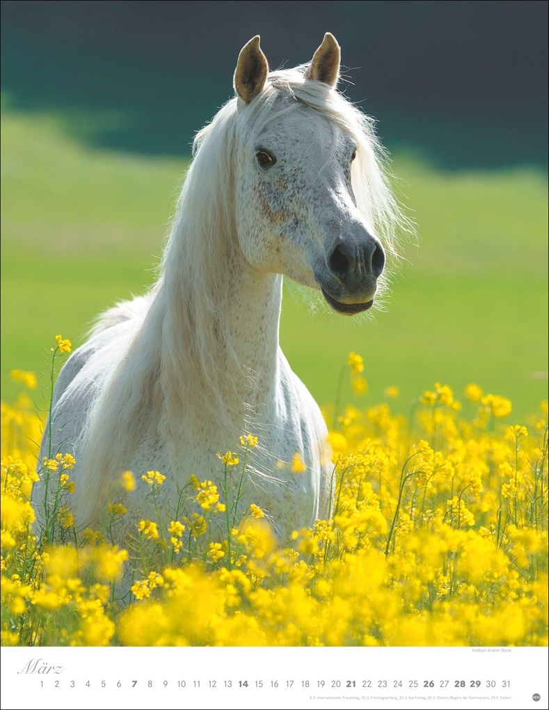 Weitere Ansicht: Pferde Classics Posterkalender 2027