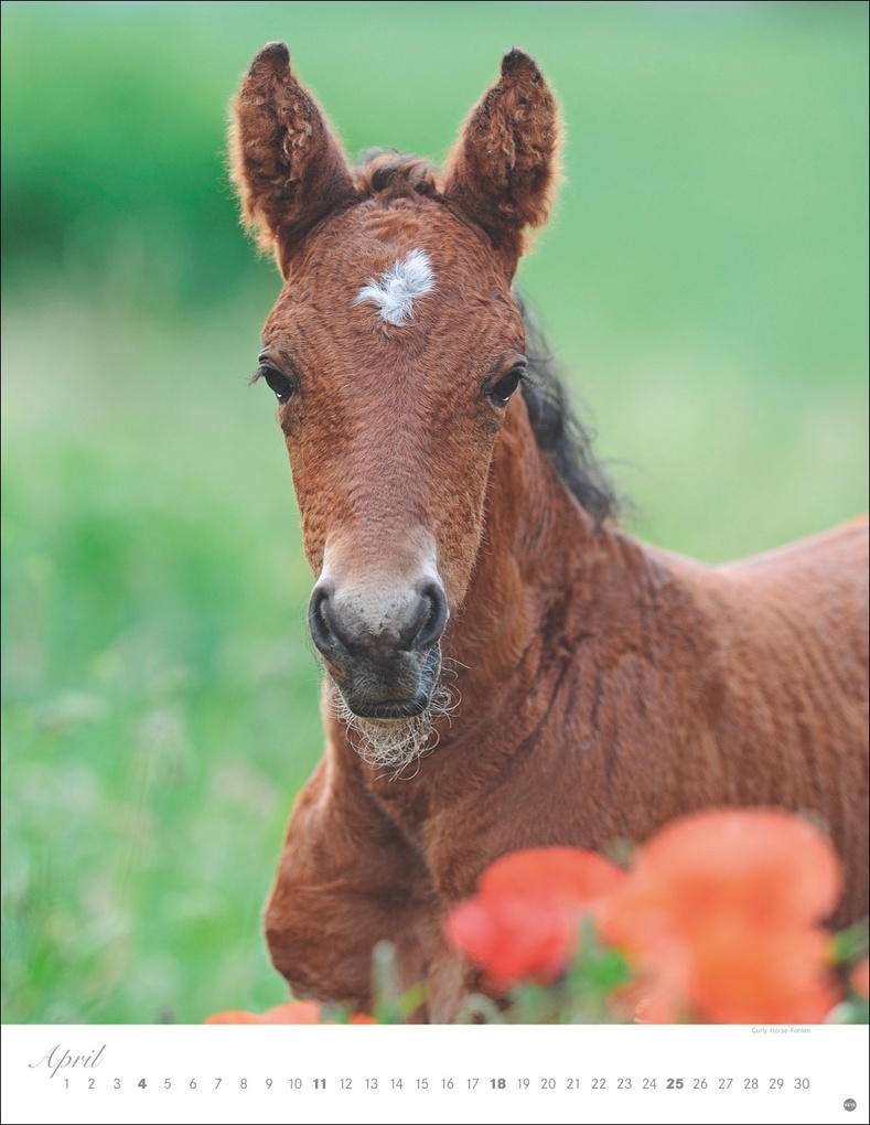 Weitere Ansicht: Pferde Classics Posterkalender 2027