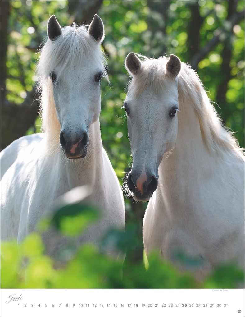Weitere Ansicht: Pferde Classics Posterkalender 2027