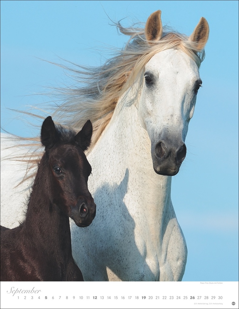 Weitere Ansicht: Pferde Classics Posterkalender 2027