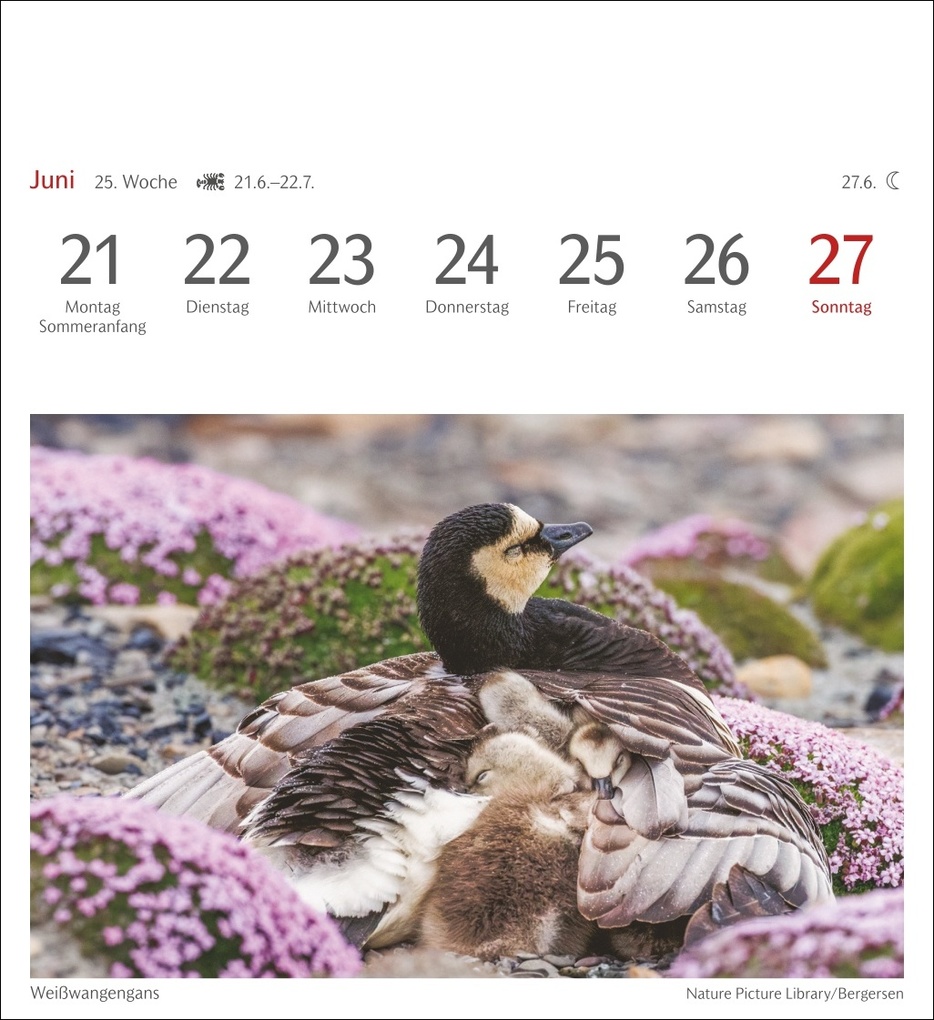 Weitere Ansicht: Heimische Vögel Postkartenkalender 2027 - Wochenkalender mit 53 Postkarten