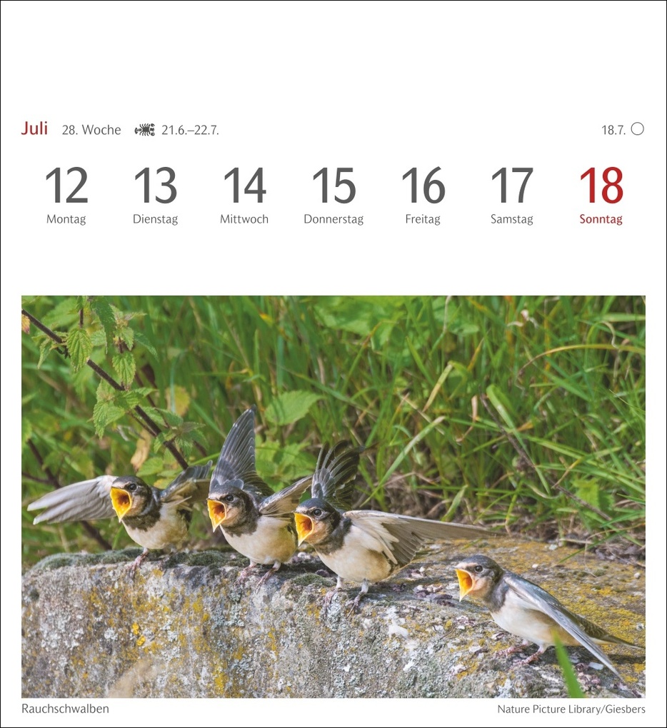Weitere Ansicht: Heimische Vögel Postkartenkalender 2027 - Wochenkalender mit 53 Postkarten