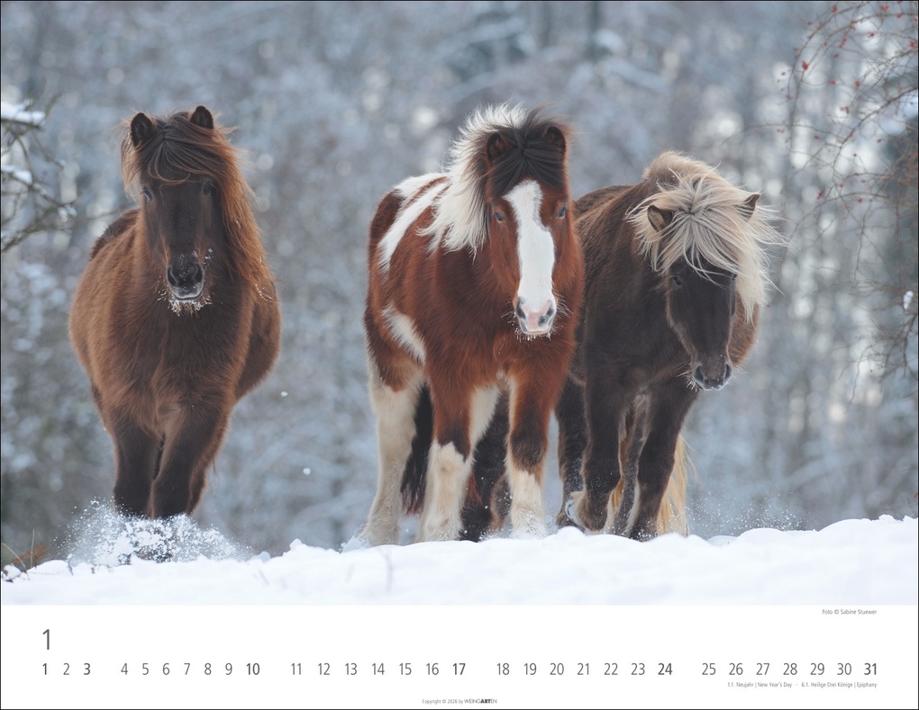 Weitere Ansicht: Islandpferde Kalender 2027