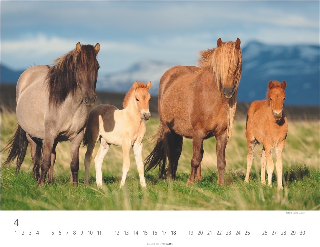 Weitere Ansicht: Islandpferde Kalender 2027