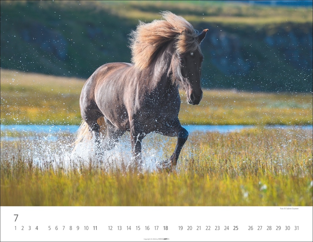 Weitere Ansicht: Islandpferde Kalender 2027