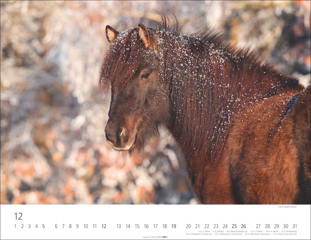 Weitere Ansicht: Islandpferde Kalender 2027