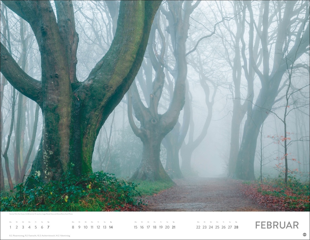 Weitere Ansicht: Schönheit des Waldes Posterkalender 2027