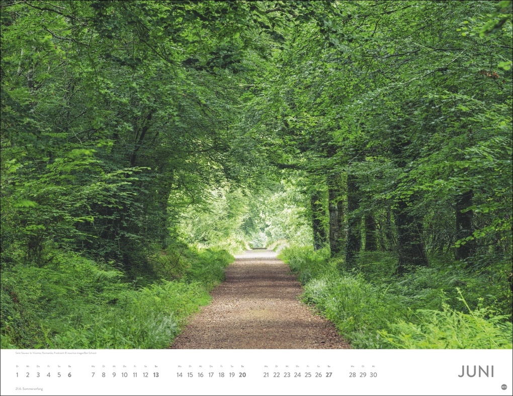 Weitere Ansicht: Schönheit des Waldes Posterkalender 2027