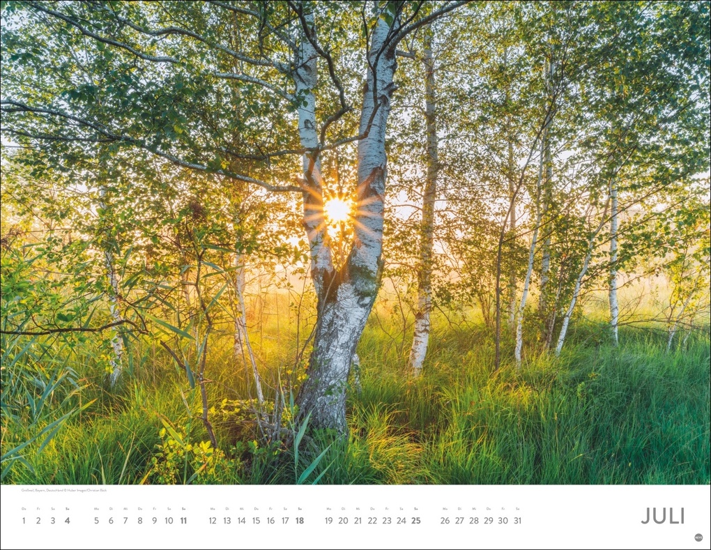 Weitere Ansicht: Schönheit des Waldes Posterkalender 2027