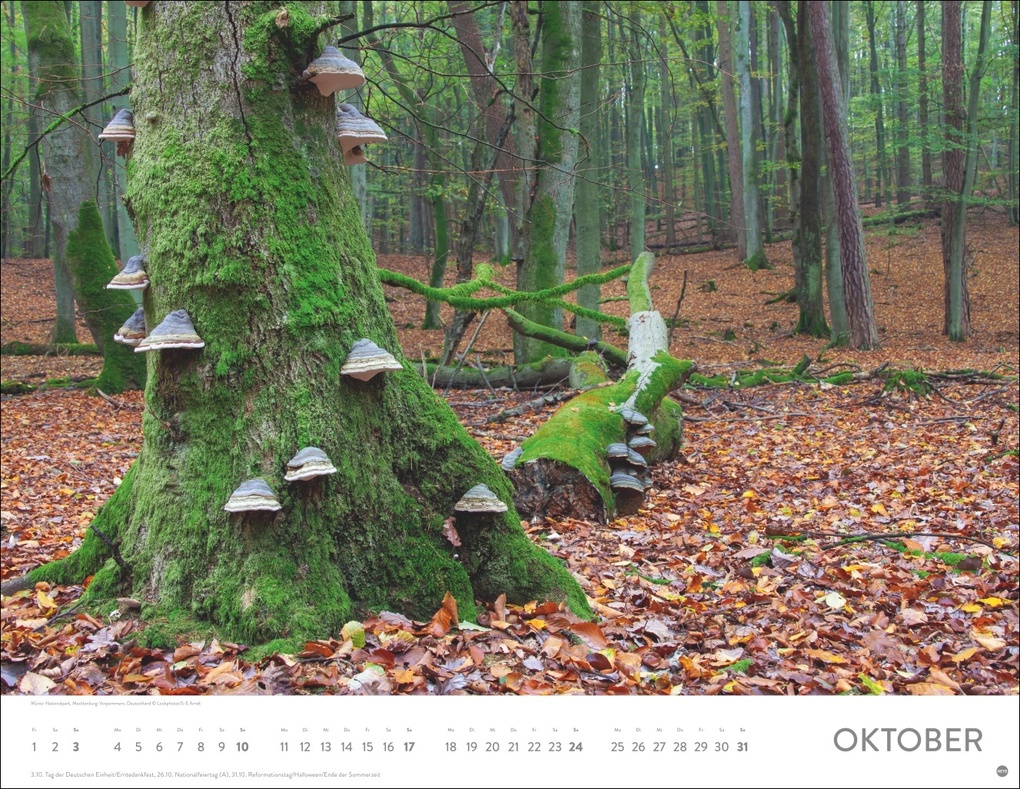 Weitere Ansicht: Schönheit des Waldes Posterkalender 2027