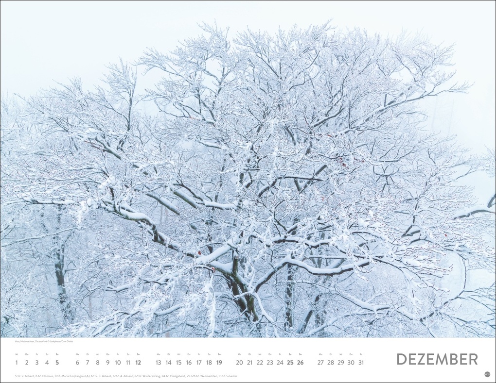 Weitere Ansicht: Schönheit des Waldes Posterkalender 2027