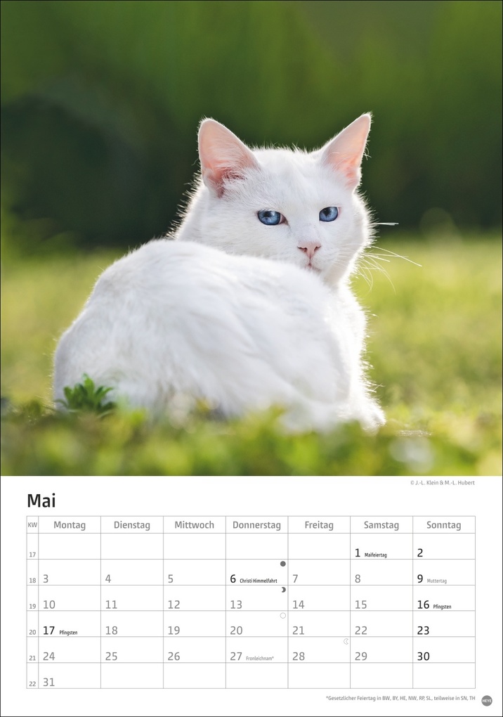 Weitere Ansicht: Katzen Kalender 2027