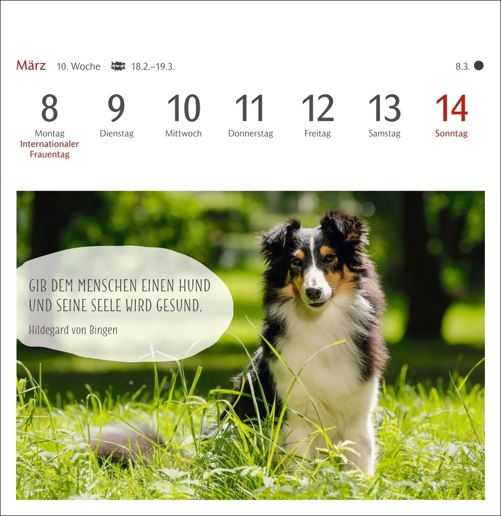 Weitere Ansicht: Hunde Premium-Postkartenkalender 2027 - Freunde auf vier Pfoten; Kalender mit 53 Postkarten