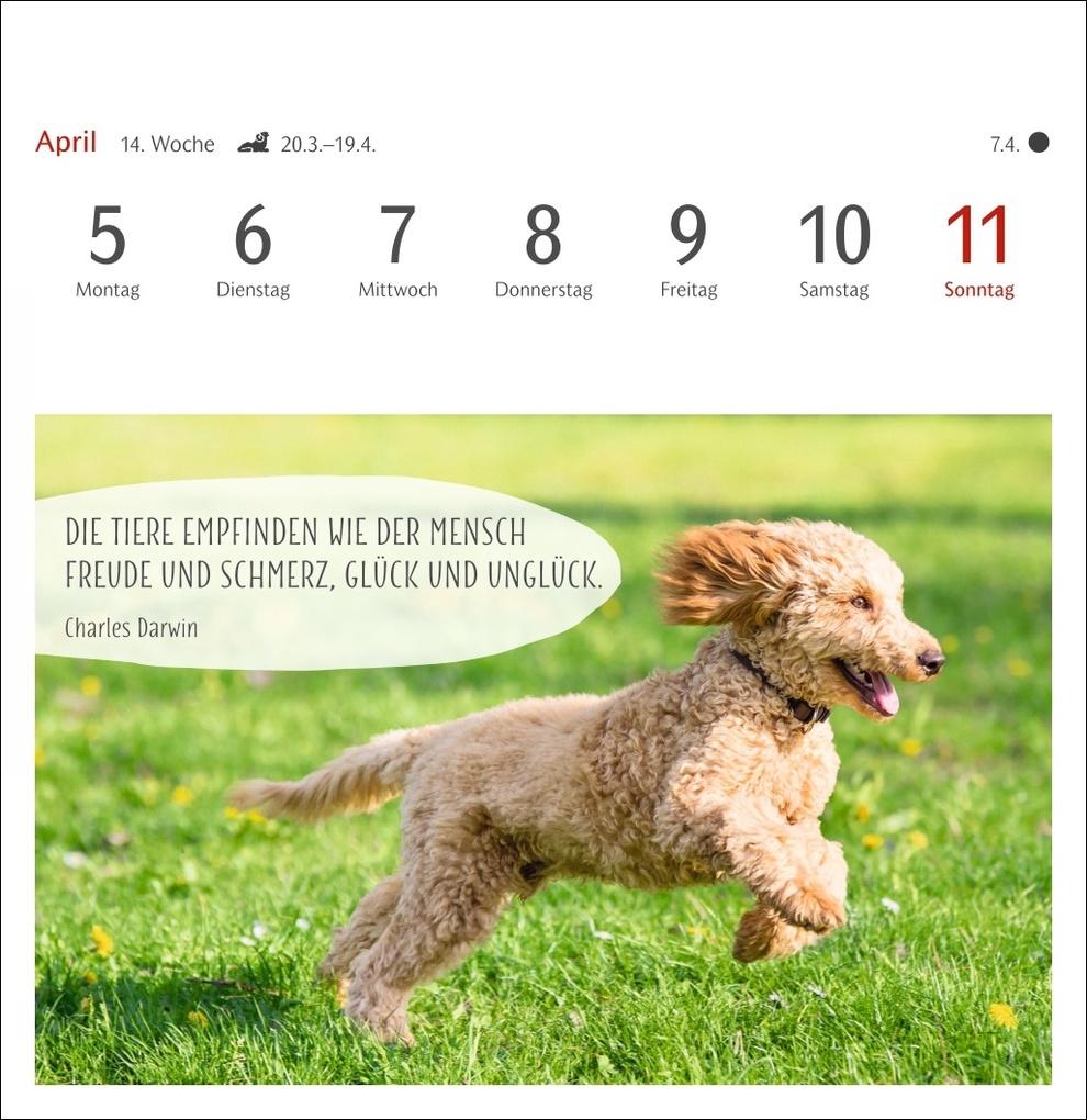 Weitere Ansicht: Hunde Premium-Postkartenkalender 2027 - Freunde auf vier Pfoten; Kalender mit 53 Postkarten
