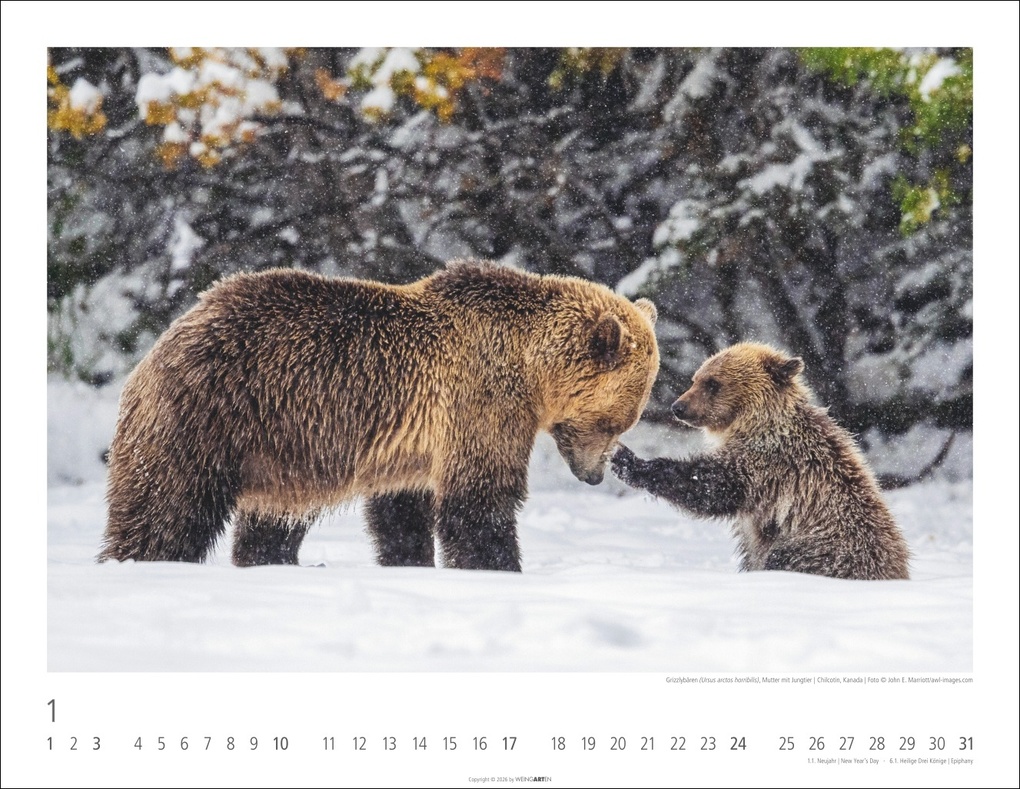 Weitere Ansicht: Bären Kalender 2027