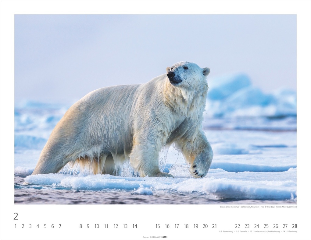Weitere Ansicht: Bären Kalender 2027