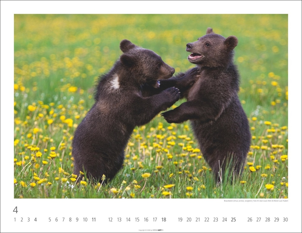 Weitere Ansicht: Bären Kalender 2027