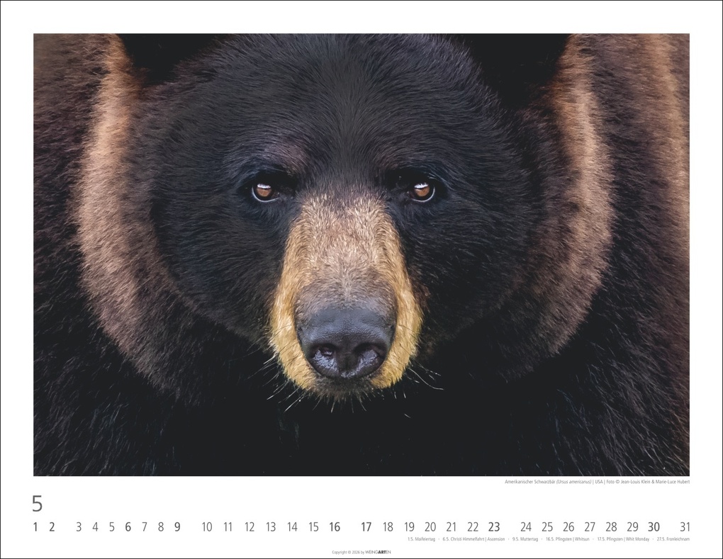 Weitere Ansicht: Bären Kalender 2027