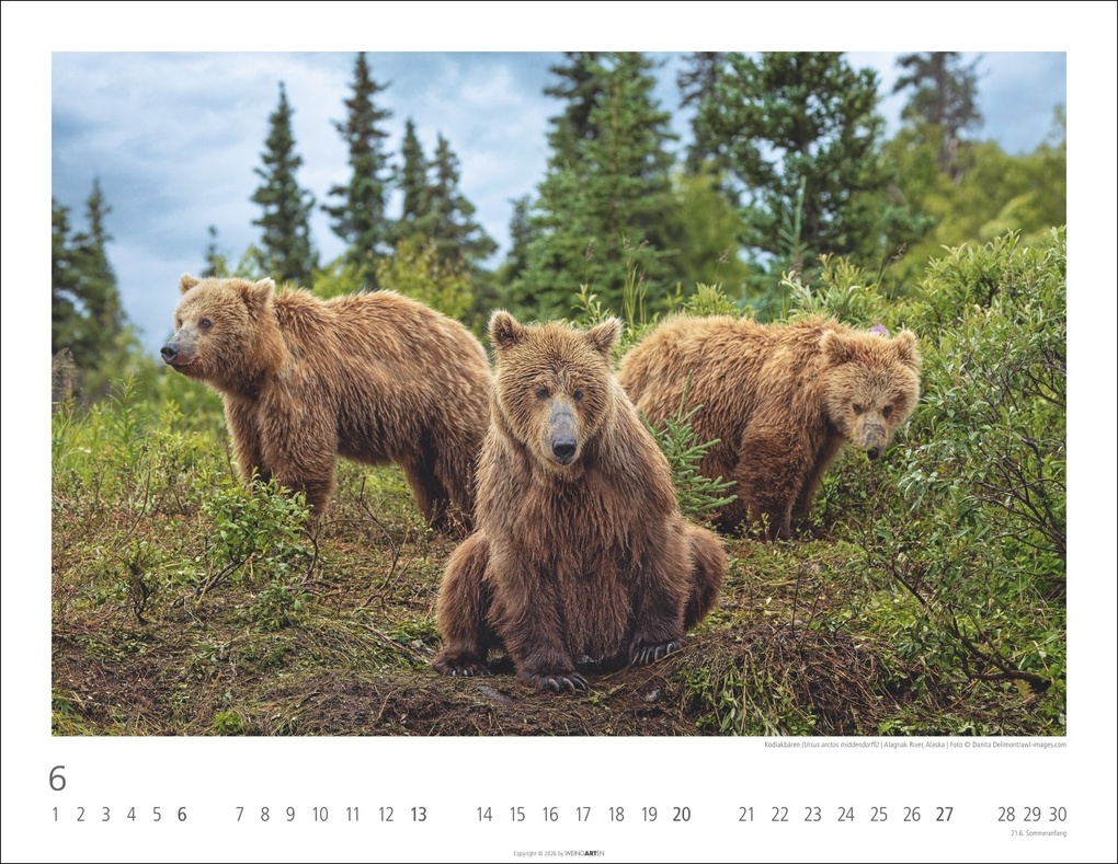 Weitere Ansicht: Bären Kalender 2027
