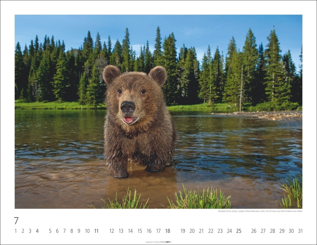 Weitere Ansicht: Bären Kalender 2027