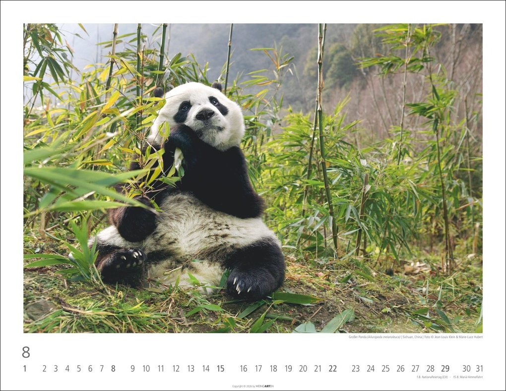 Weitere Ansicht: Bären Kalender 2027