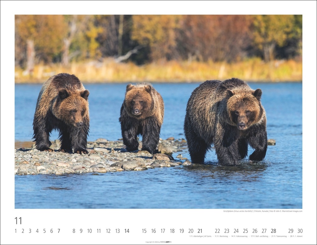 Weitere Ansicht: Bären Kalender 2027
