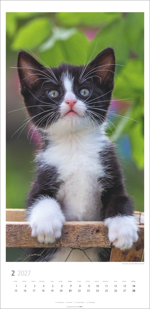 Weitere Ansicht: Katzen Kalender 2027