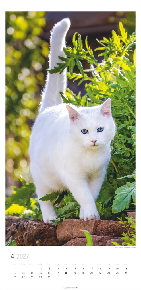Weitere Ansicht: Katzen Kalender 2027