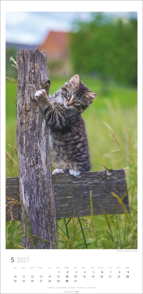 Weitere Ansicht: Katzen Kalender 2027