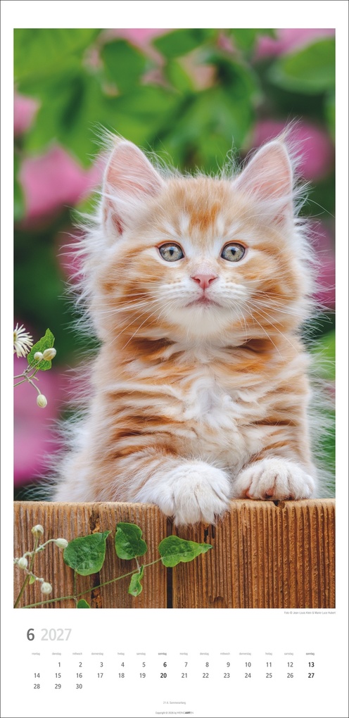 Weitere Ansicht: Katzen Kalender 2027