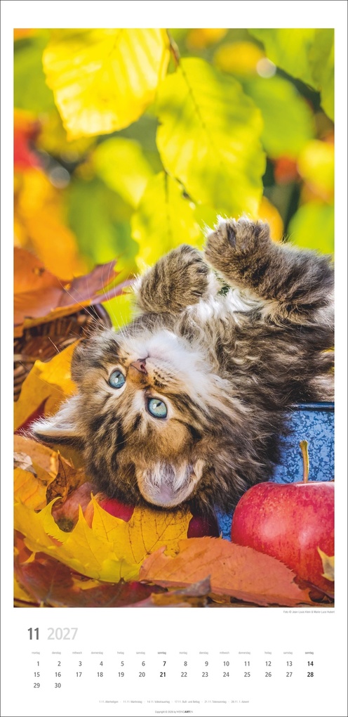 Weitere Ansicht: Katzen Kalender 2027