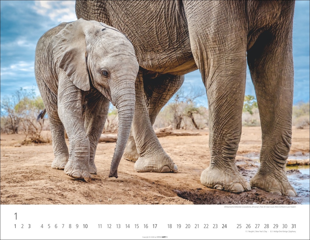 Weitere Ansicht: Elefantenbabys Kalender 2027