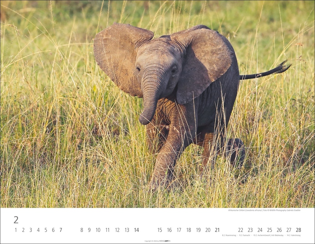 Weitere Ansicht: Elefantenbabys Kalender 2027