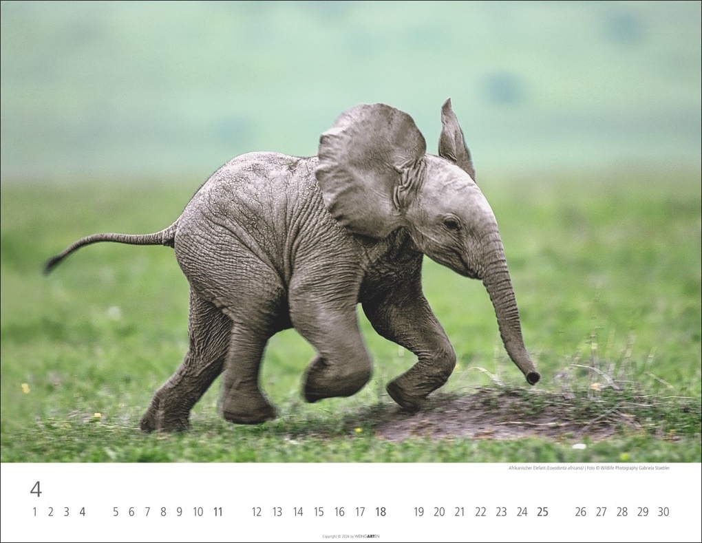 Weitere Ansicht: Elefantenbabys Kalender 2027