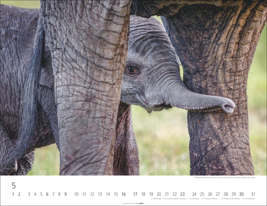 Weitere Ansicht: Elefantenbabys Kalender 2027