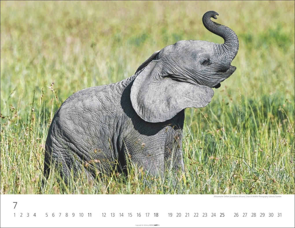 Weitere Ansicht: Elefantenbabys Kalender 2027