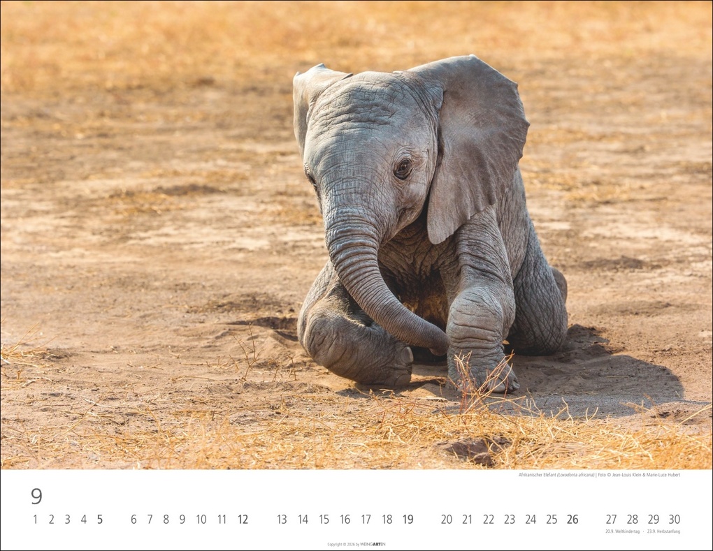 Weitere Ansicht: Elefantenbabys Kalender 2027