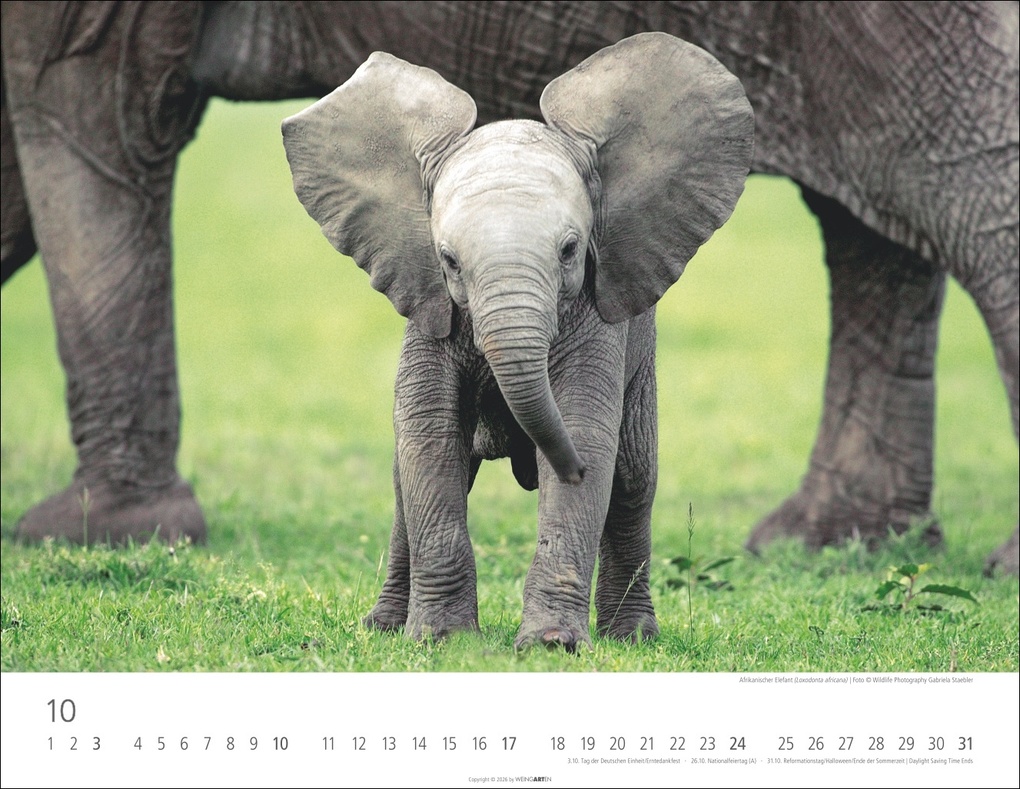 Weitere Ansicht: Elefantenbabys Kalender 2027