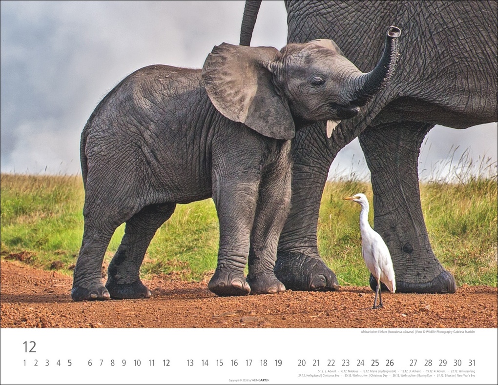 Weitere Ansicht: Elefantenbabys Kalender 2027