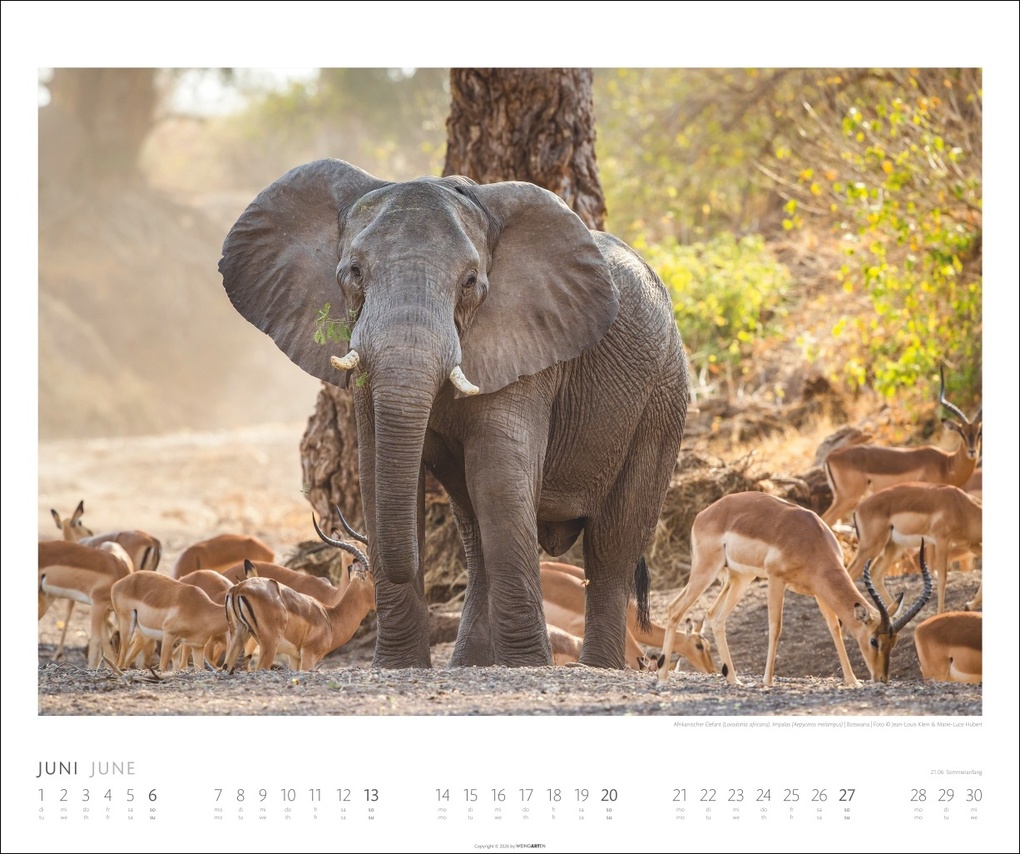 Weitere Ansicht: Elefanten Kalender 2027