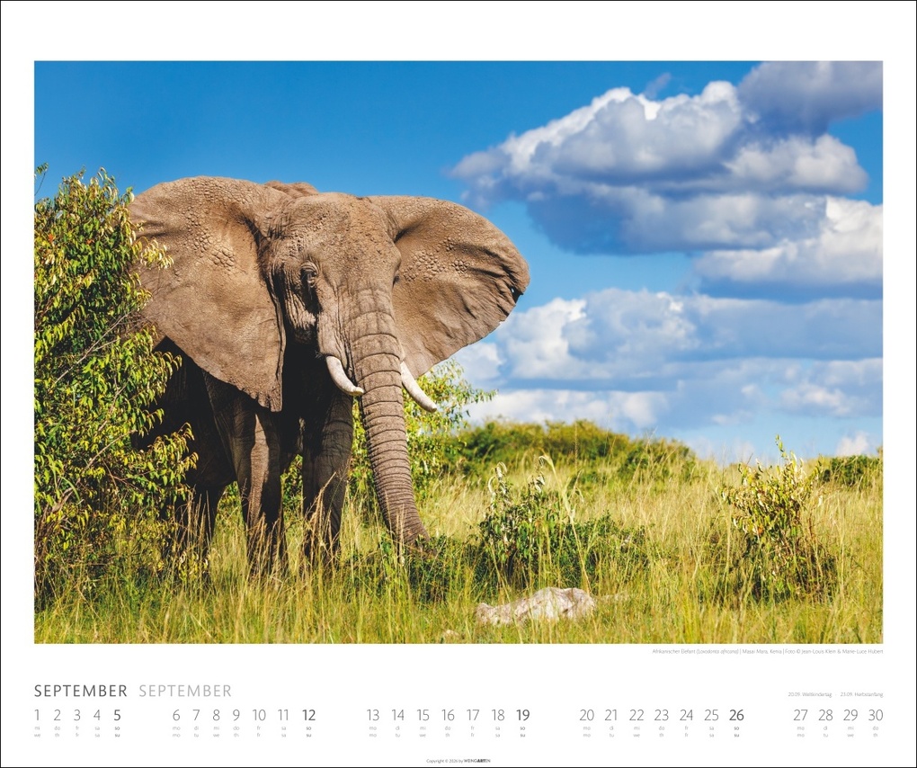 Weitere Ansicht: Elefanten Kalender 2027