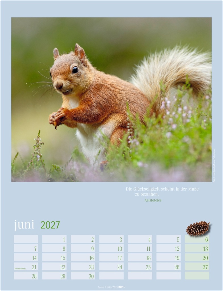 Weitere Ansicht: Eichhörnchen Kalender 2027