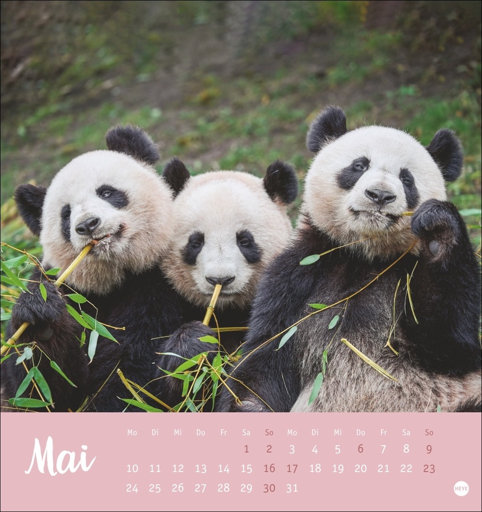 Weitere Ansicht: Bärenstark Postkartenkalender 2027