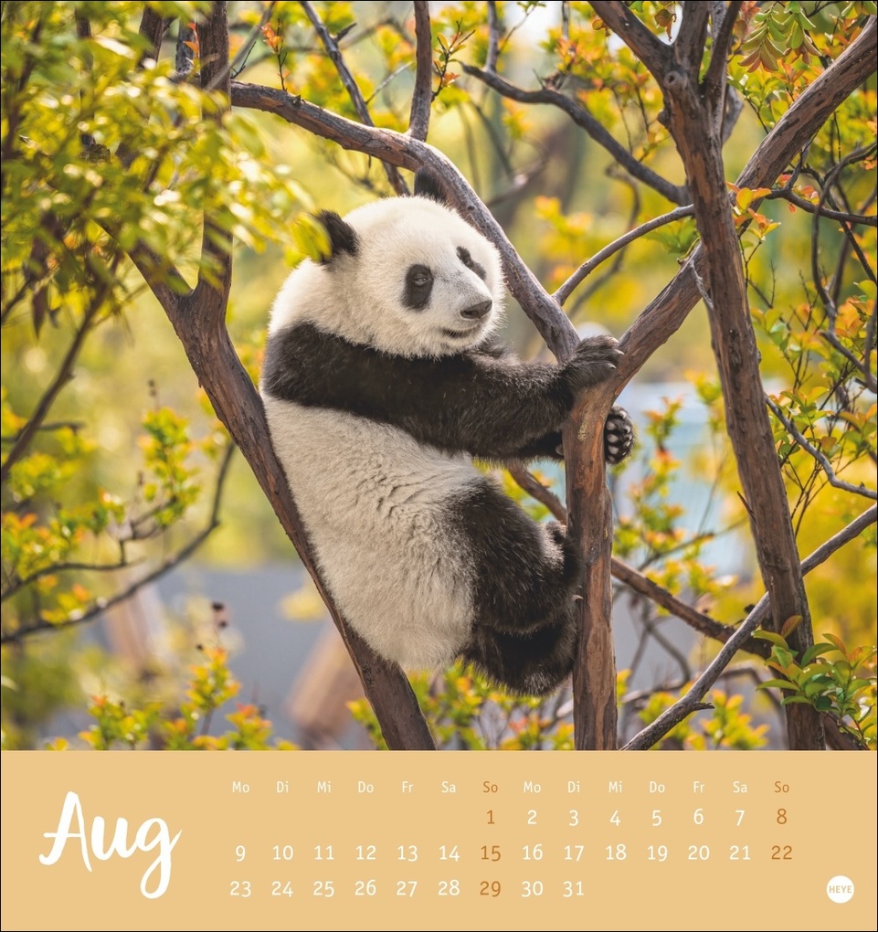 Weitere Ansicht: Bärenstark Postkartenkalender 2027