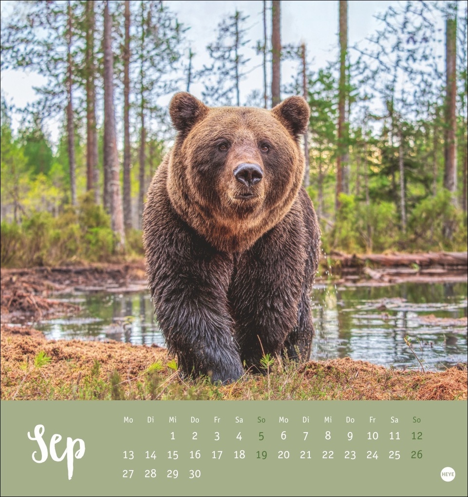 Weitere Ansicht: Bärenstark Postkartenkalender 2027